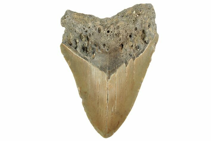 Fossil Megalodon Tooth - North Carolina #219480